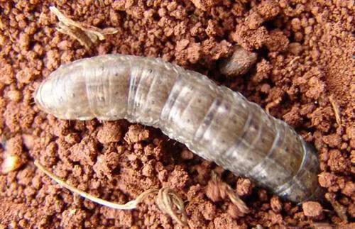 苋菜病虫害,苋菜生虫小妙招