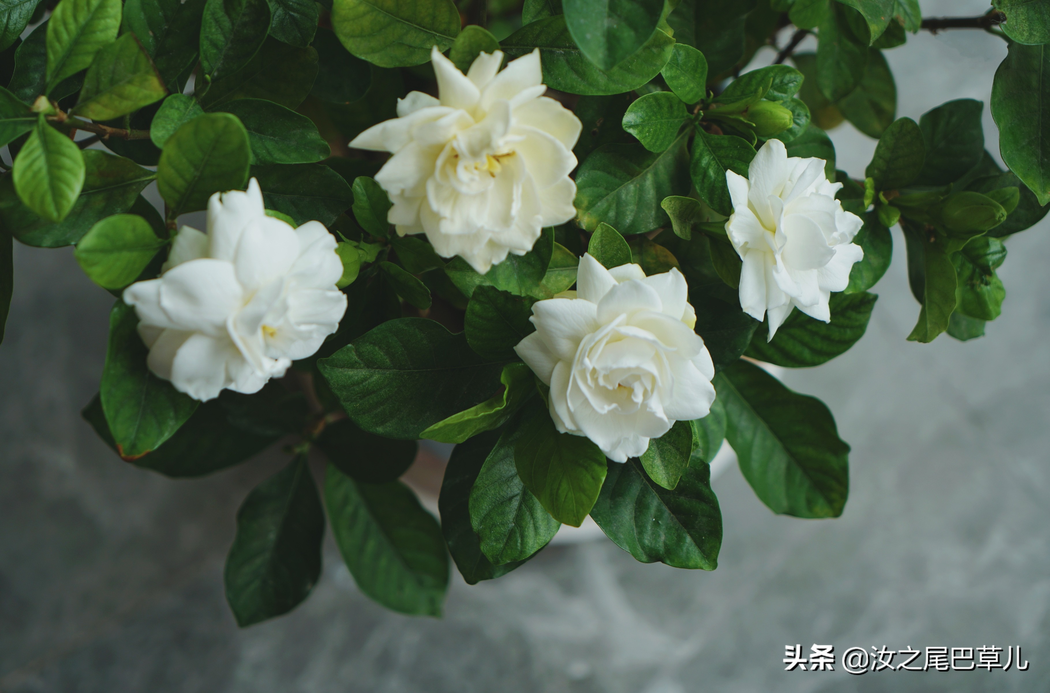 栀子花有腻虫的小窍门,栀子花怎么除虫加营养