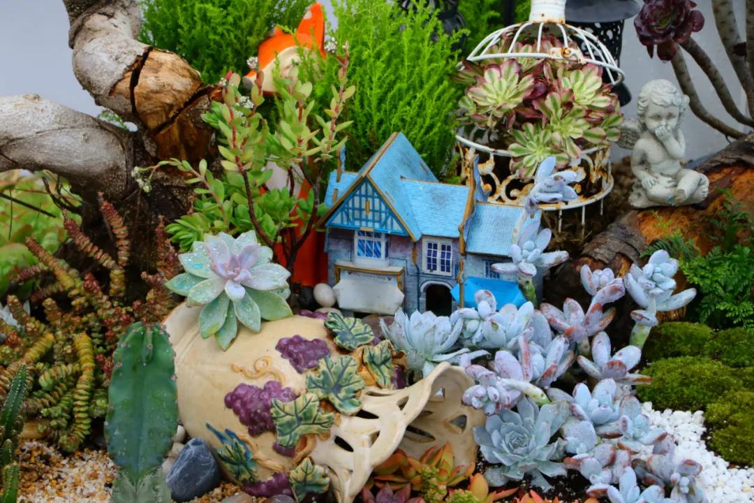 这个年销量上亿株多肉的县城，举办了首届多肉电商节