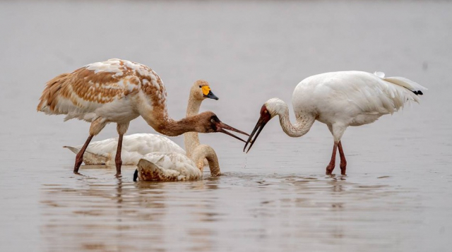 索尼alpha9ii上手初体验,索尼alpha9