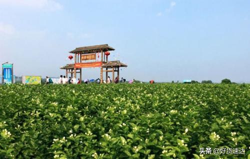 横县茉莉花小镇,横县茉莉花茶市场直播间