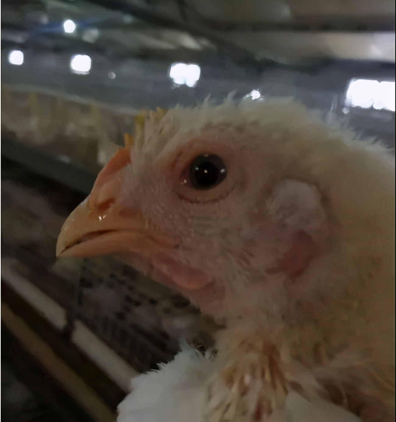 鸡得心包积液的防治方法,肉鸡腹水心包积液