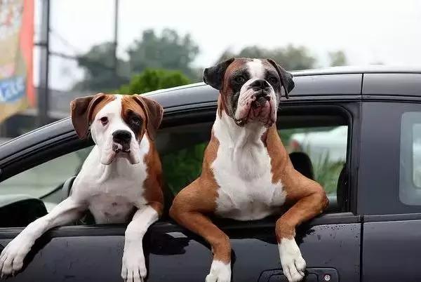 狗狗晕车吐了主人看到也吐了,狗狗晕车呕吐怎么办最有效方法