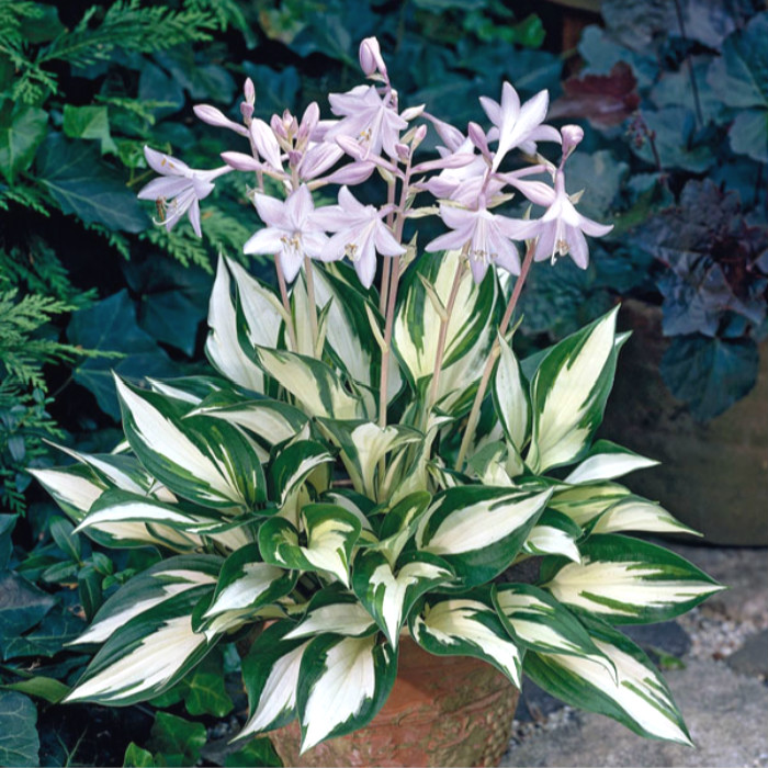 客厅散光适合养什么花,什么花适合常年放在散光阴凉处