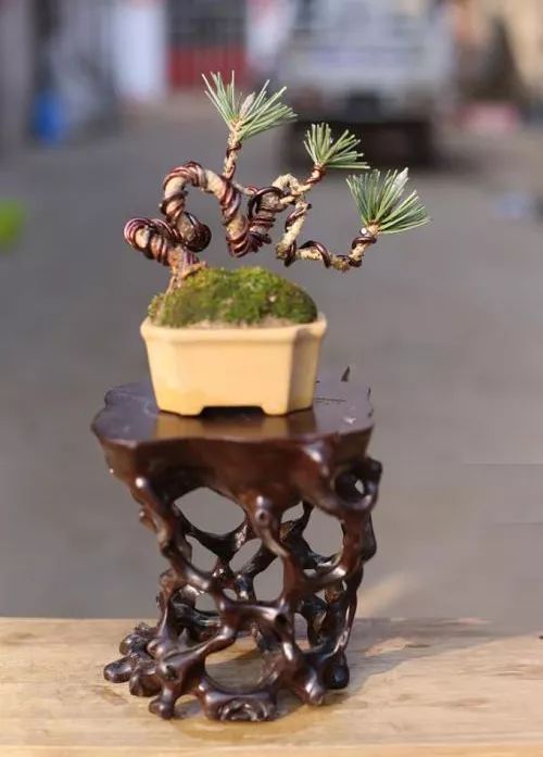 黑松盆景怎么养护和管理 (夏天如何给黑松叶片补水)