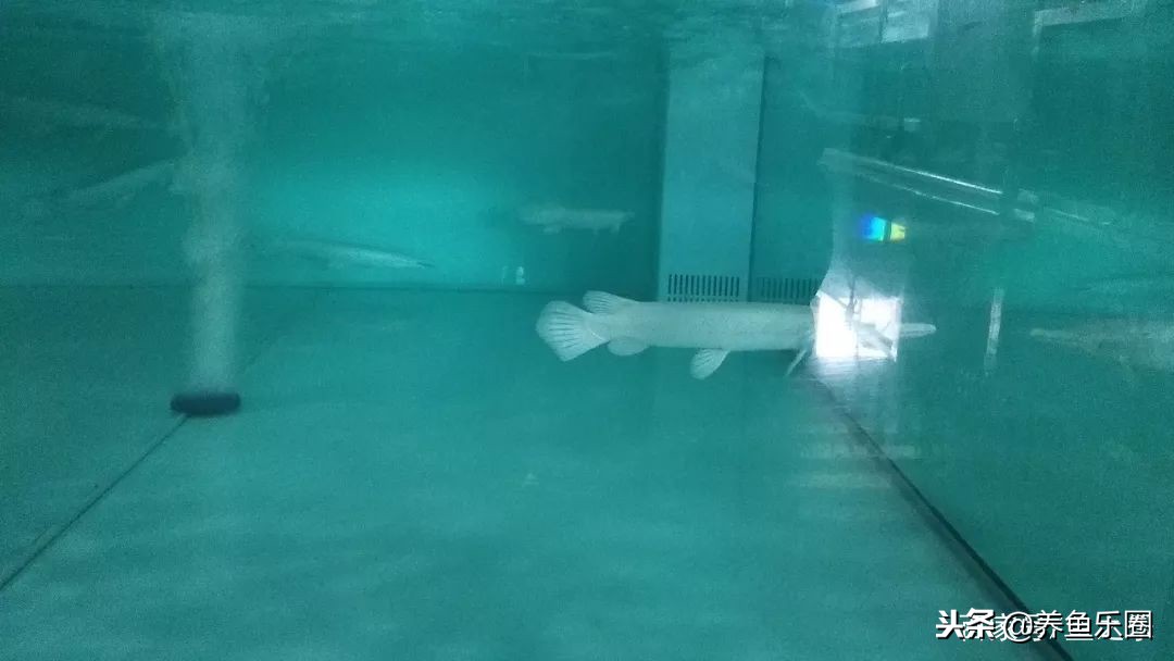 这位土豪家的渔场,光滤材就花了500多万,你确定不要见识一下?