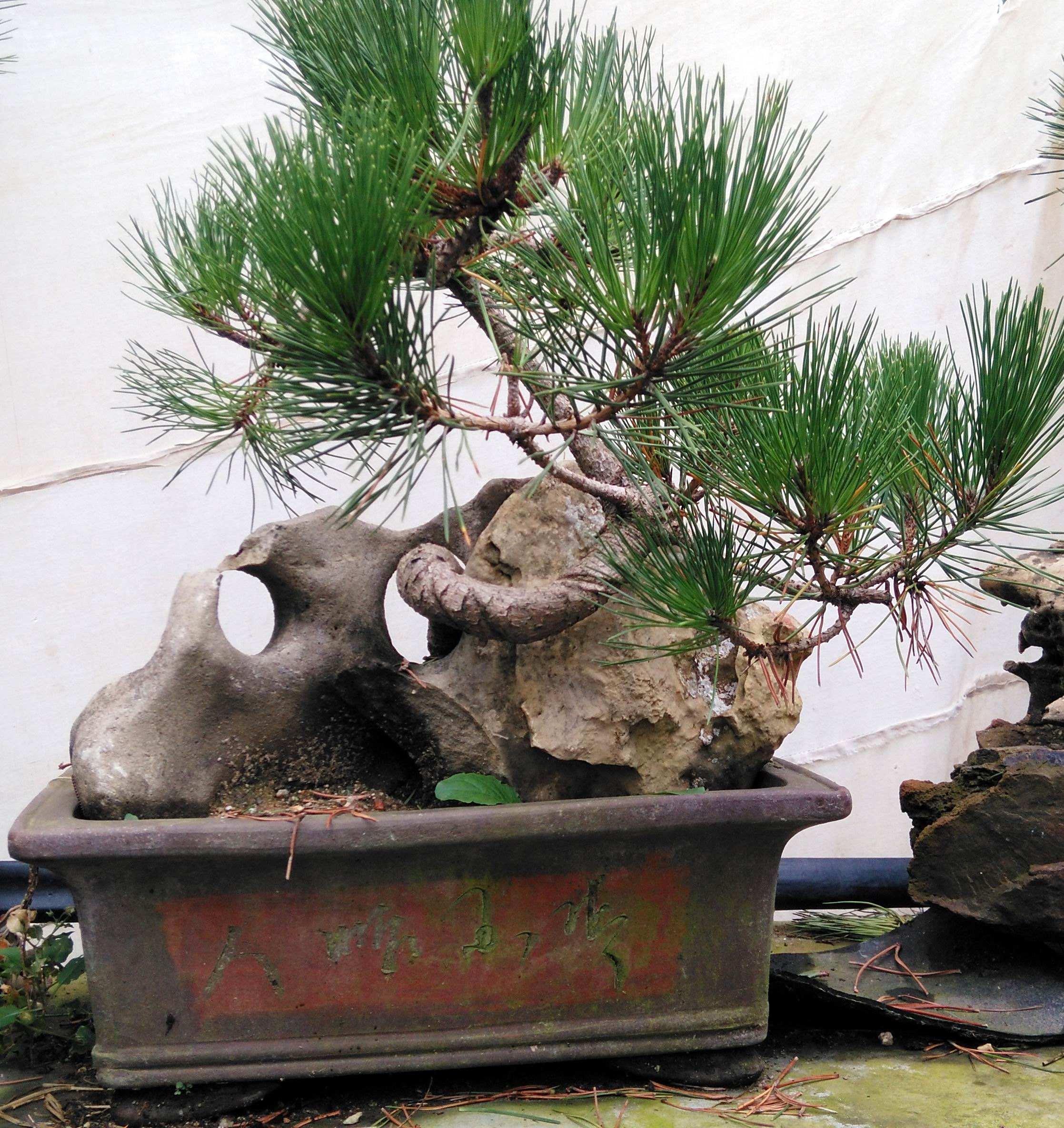 松针短小成簇,松针盆景植物