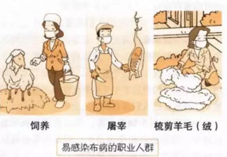 羊肉知识大全,羊肉美食科普知识