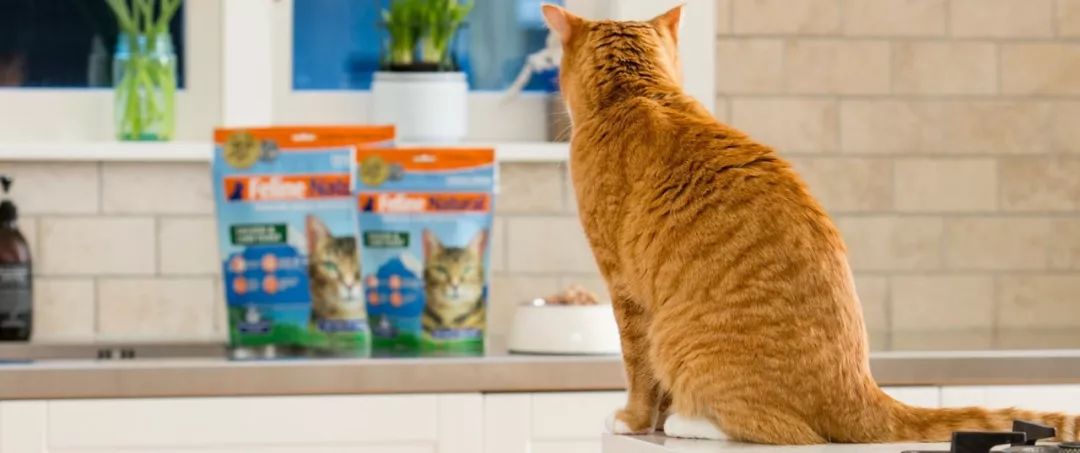 一定要喂猫咪吃冻干的理由!这样吃效果最佳,远胜干湿粮