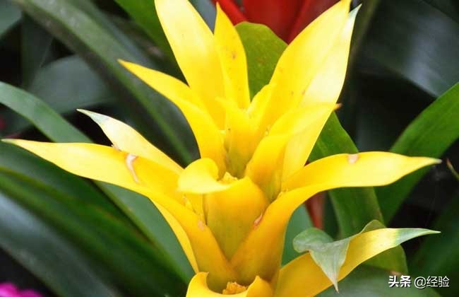 凤梨花叶子发黄怎么办,凤梨花叶子发黄枯萎怎么办