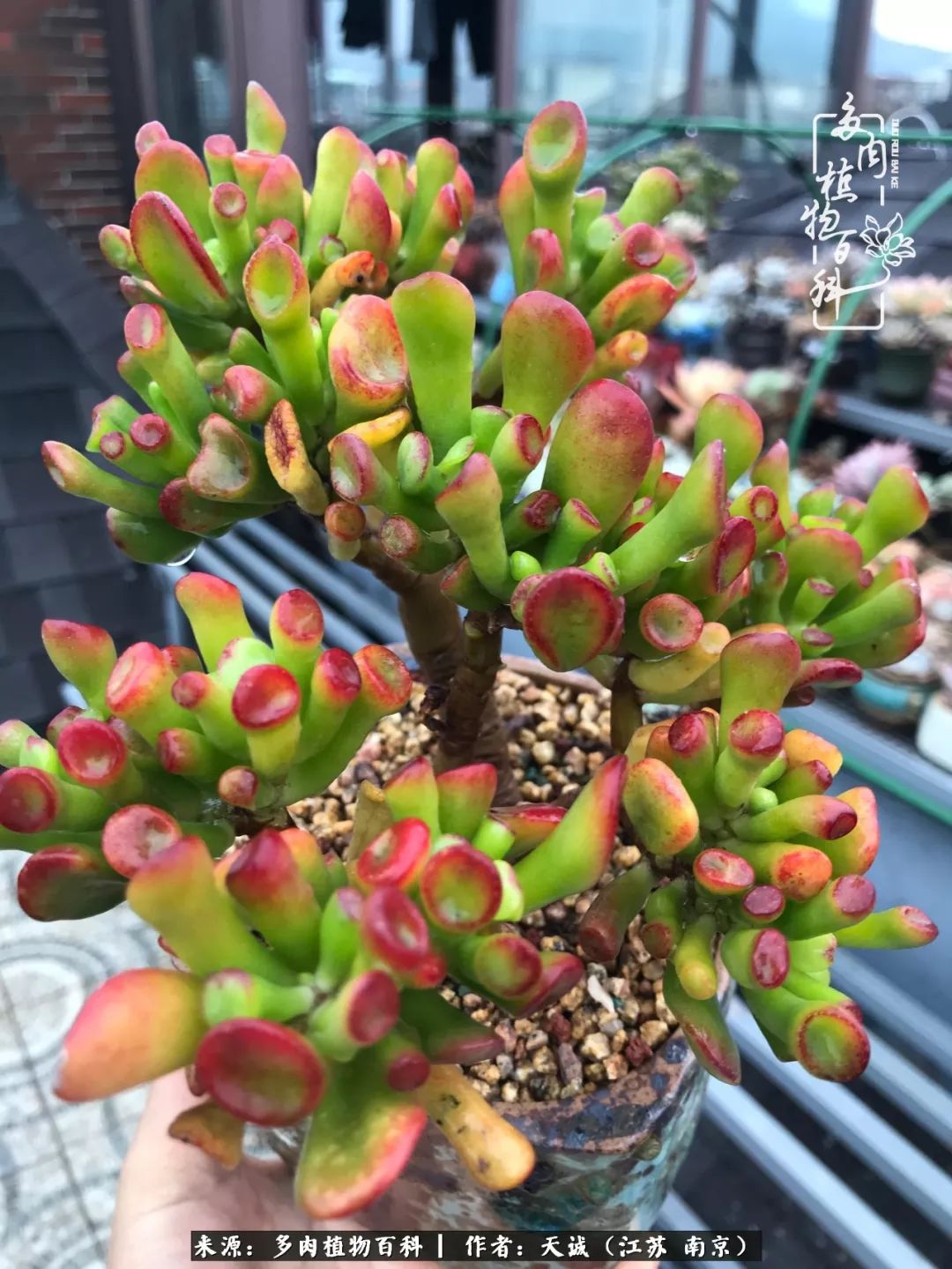 鍙拱瀵圭殑涓嶄拱璐电殑灏忔牱,鍙拱瀵圭殑涓嶄拱璐电殑鍥剧墖灞曠ず