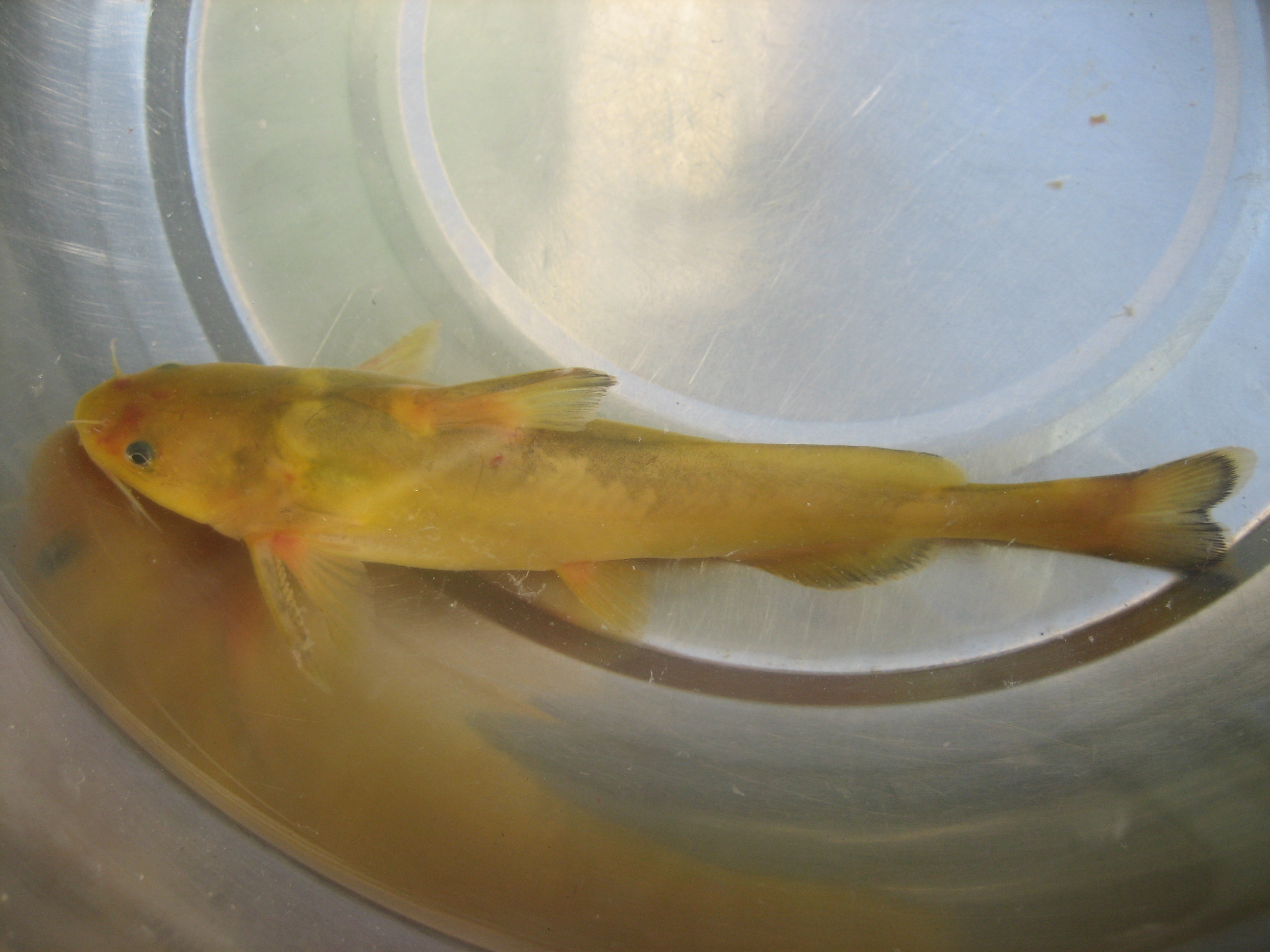 钓鱼知识秘籍书,钓鱼技巧小册子