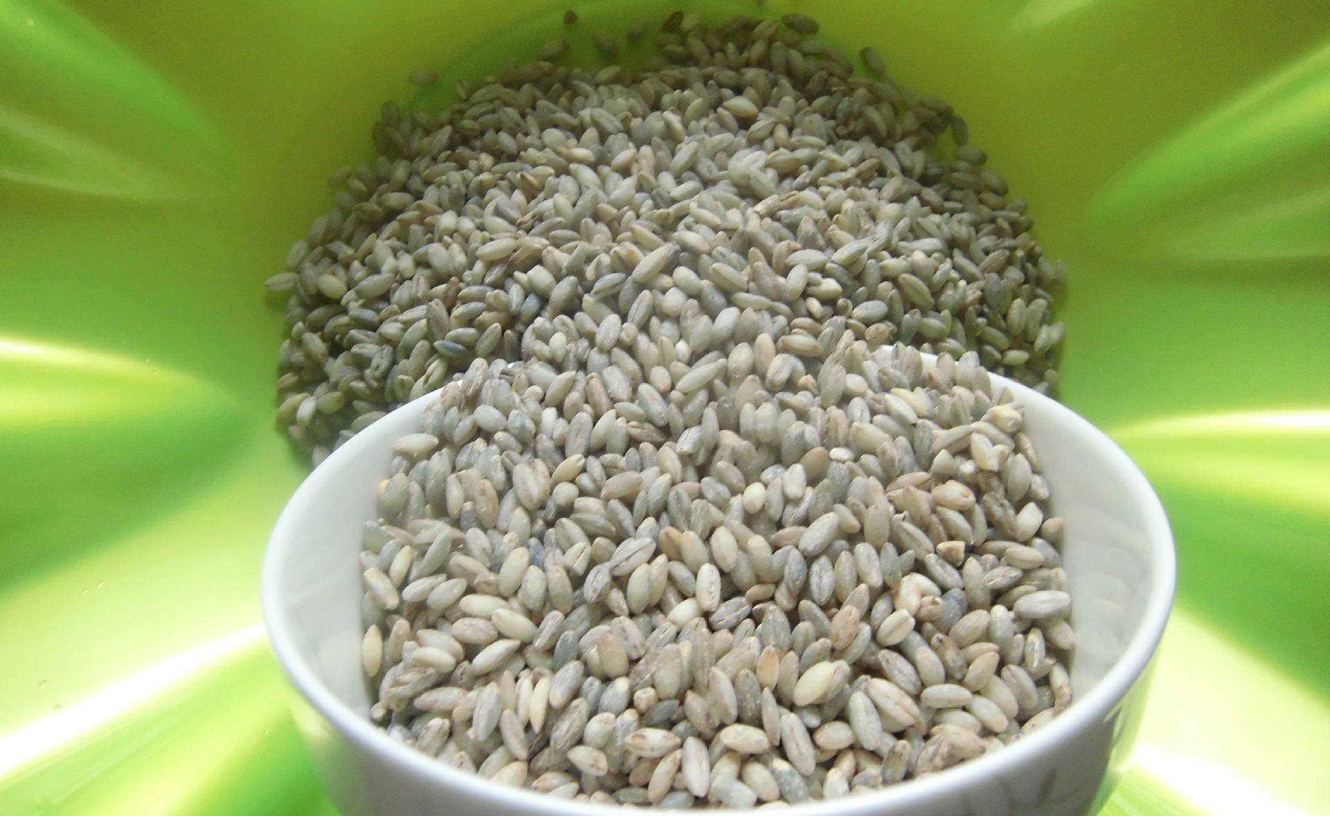 青海青稞丰收,青海沙棘丰收