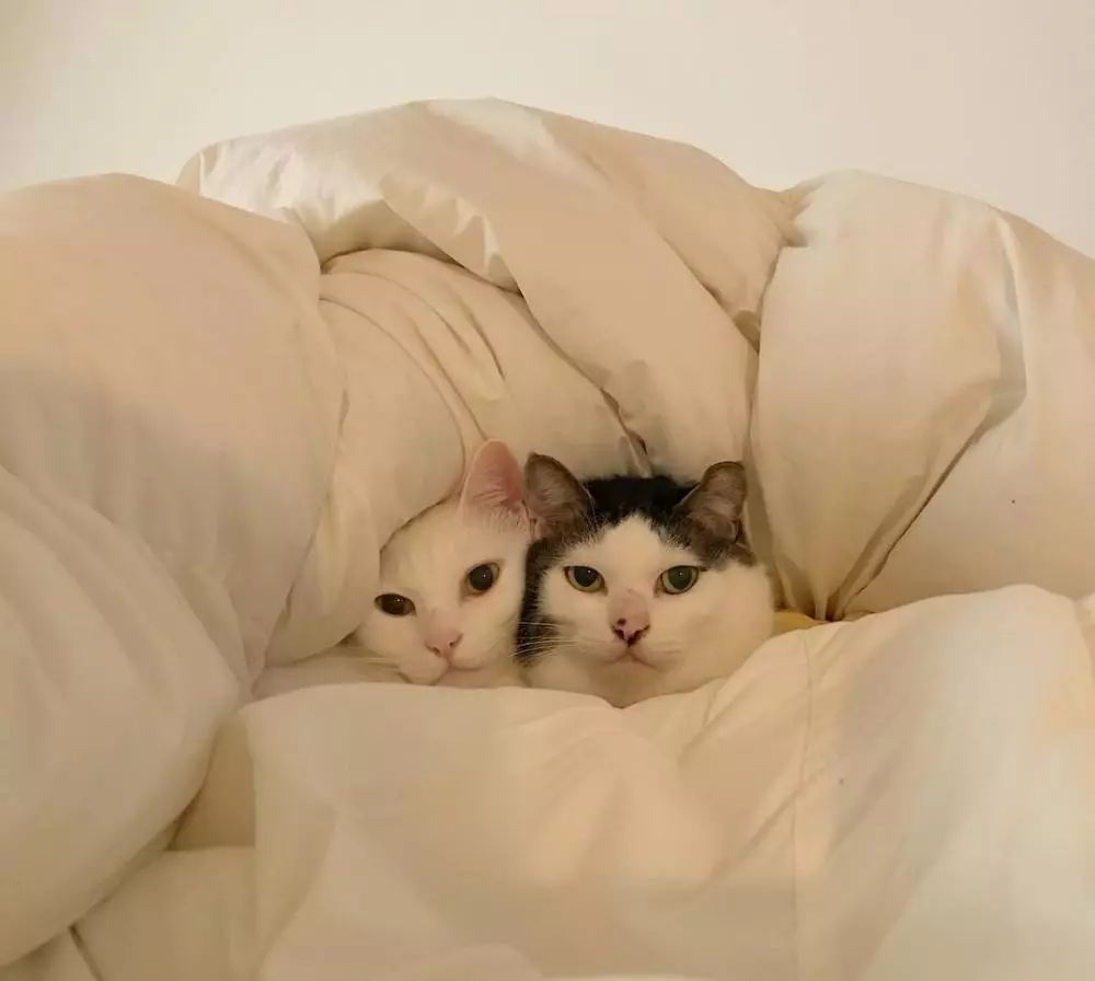 猫咪为什么特别能记仇,猫咪为什么经常偷袭猫主人