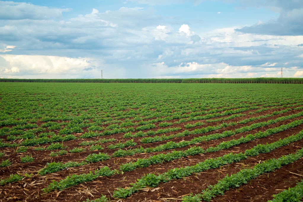 花生缺苗补种能浇水吗,花生缺苗严重补种芝麻可以吗