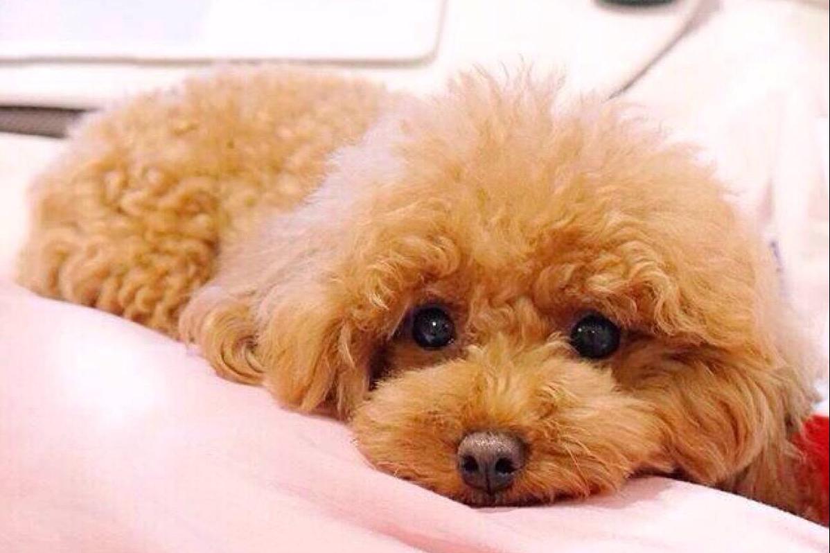 泰迪绝对不能吃的东西是什么,泰迪能吃和不能吃的东西有什么