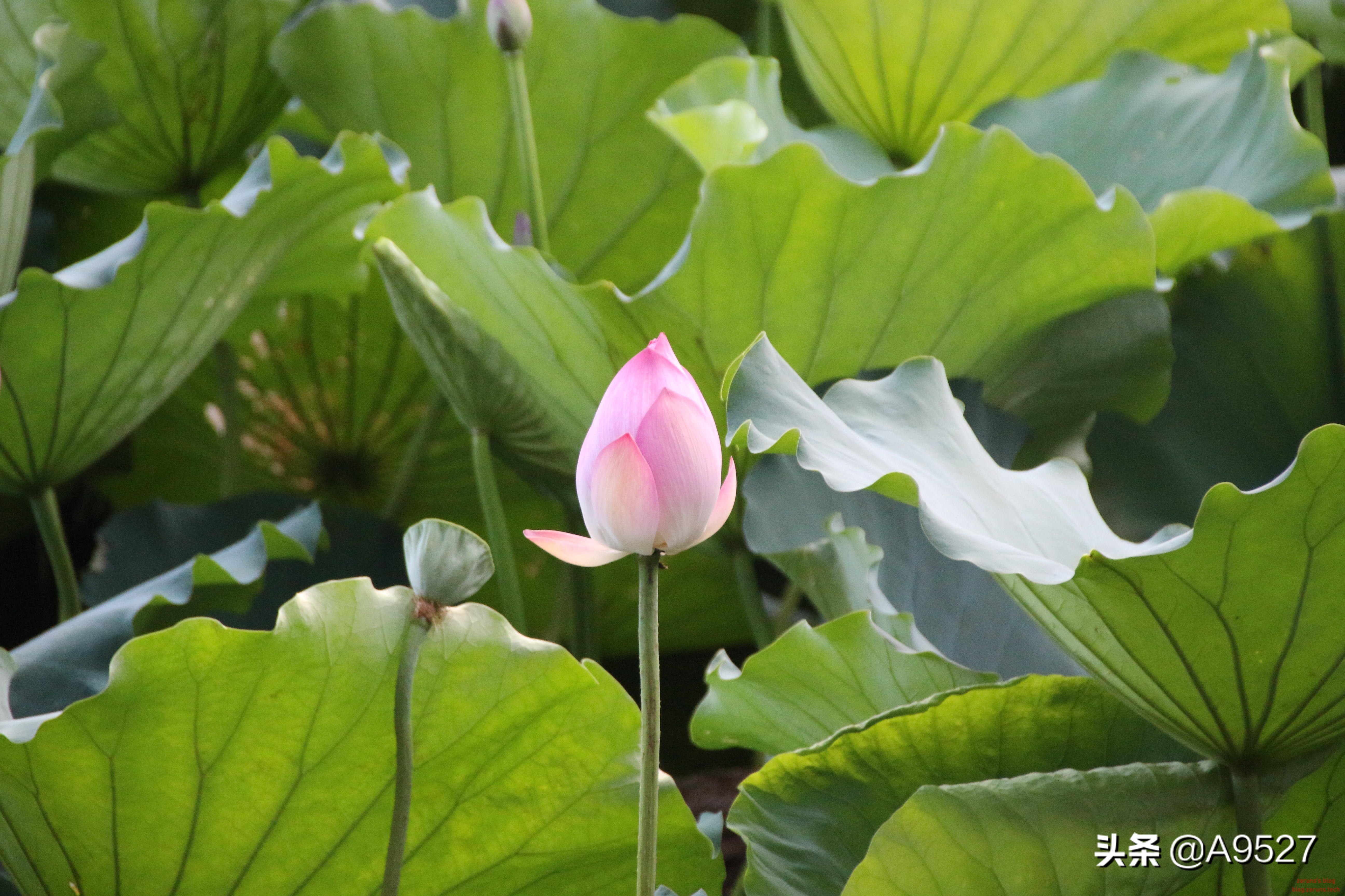 适马1770二代镜头素质如何,适马10-20镜头一代与二代