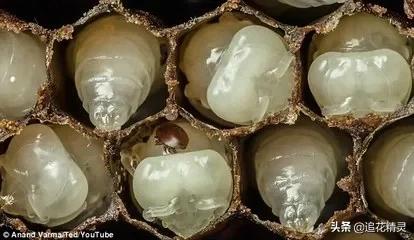 蜜蜂勤劳的道理是什么,蜜蜂的勤劳有什么用