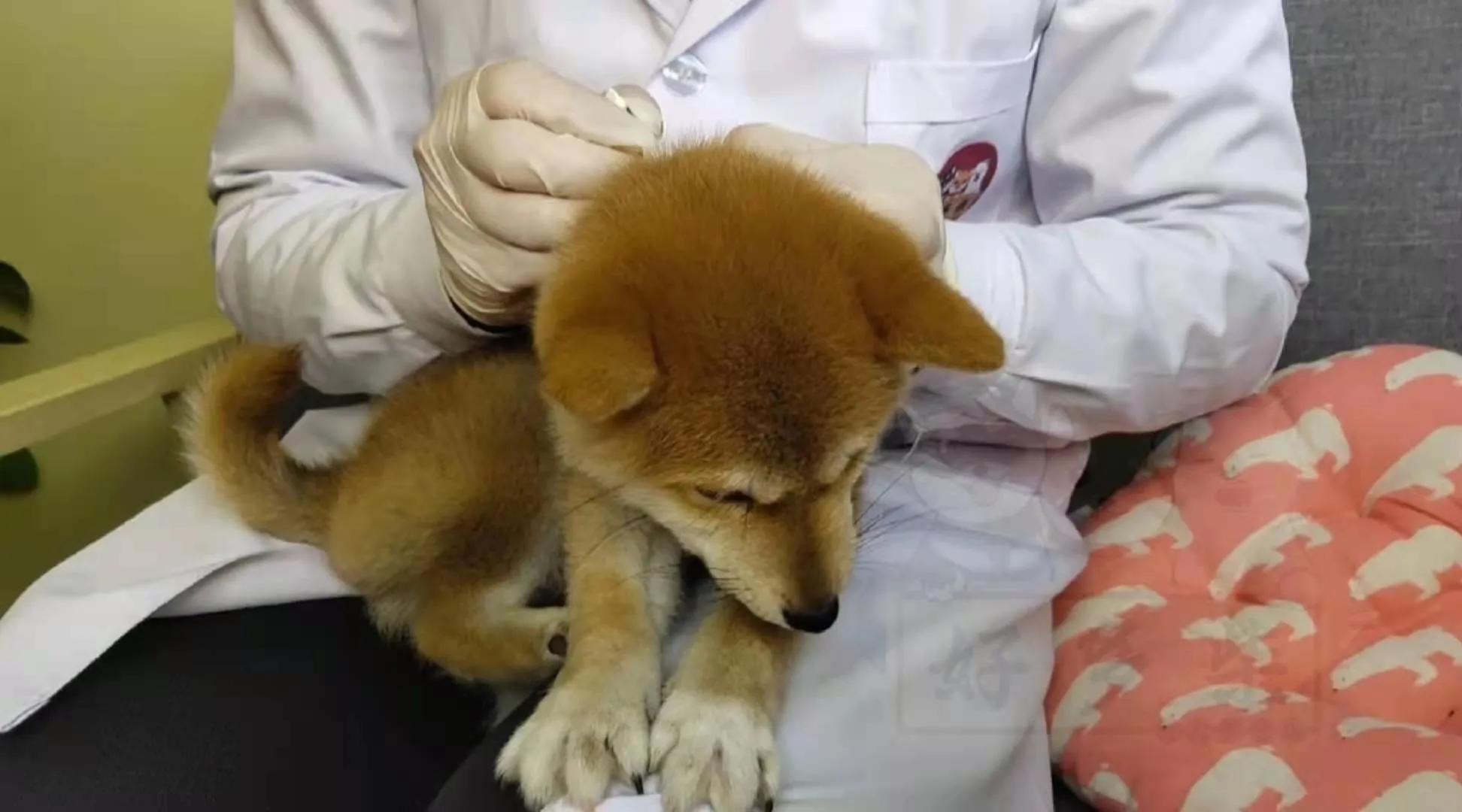 如何正确给狗狗驱虫,生产完的母柴犬几天驱虫