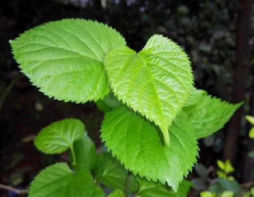 桑叶的医疗保健作用与功效图片,桑叶的保健功效与作用有哪些