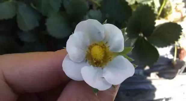 草莓叶片边缘发黑是怎么回事,草莓叶片发红发黄怎么回事