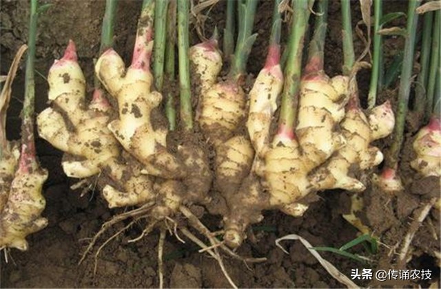 生姜种植有哪些病虫害怎么防治,张新华生姜病虫害防治技术