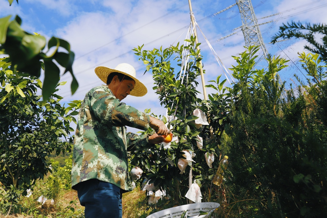 连江长龙美人橙,连江长龙红美人柑橘