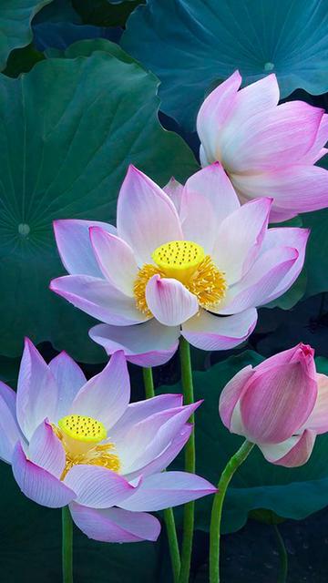 咏荷花古诗朗诵,古诗《荷花》诗句