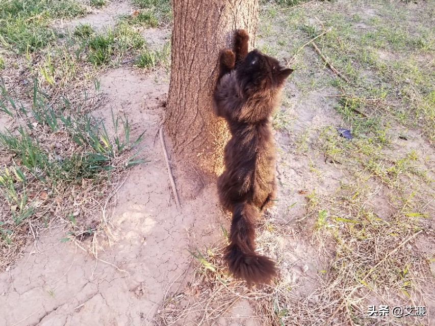 光影中的生灵仙鹤,光影生灵幻化图