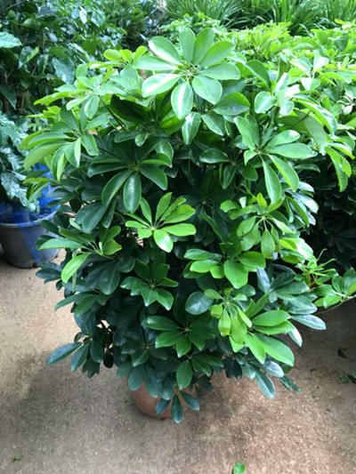 鸭掌木绿植推荐品种有哪些,一种绿植叫什么竹