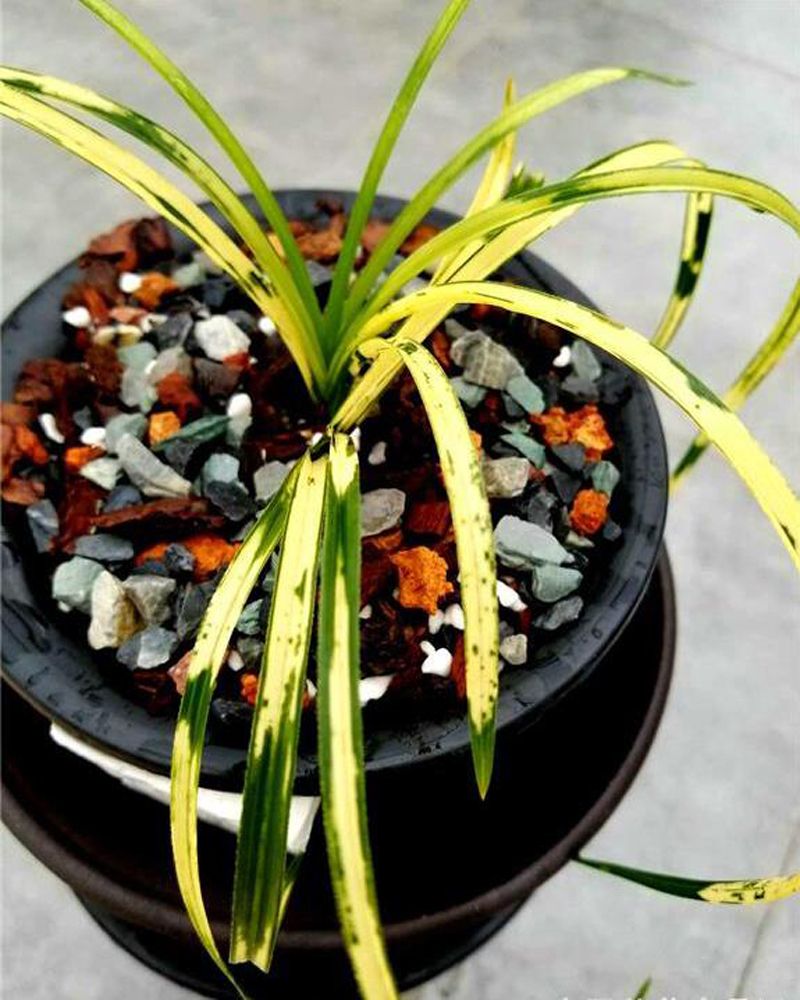 花瓶的兰花叶片发黄怎么处理,兰花叶片发黄需要施什么肥料