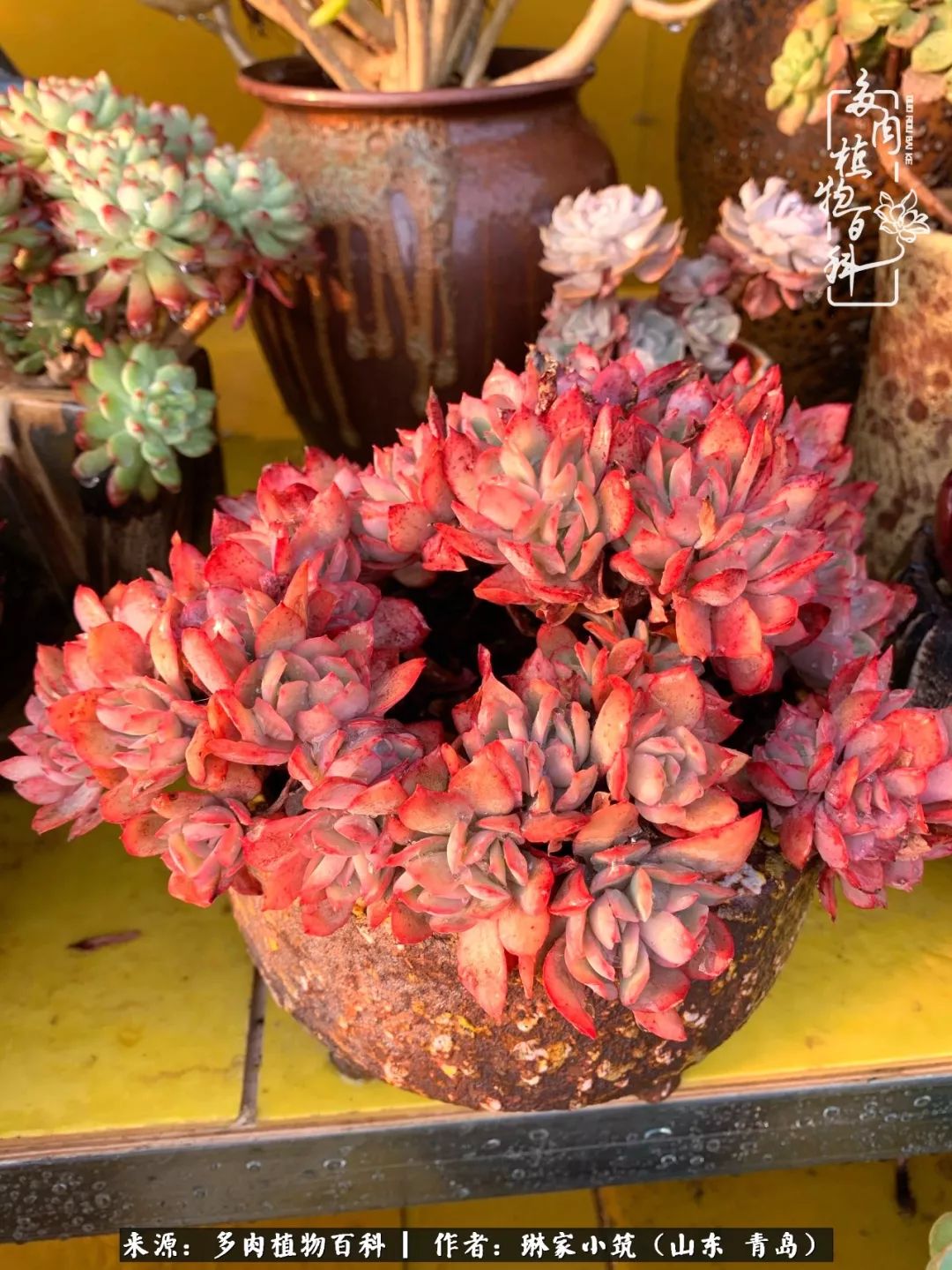 多肉冬季搬进屋里前需要浇水么,多肉过冬