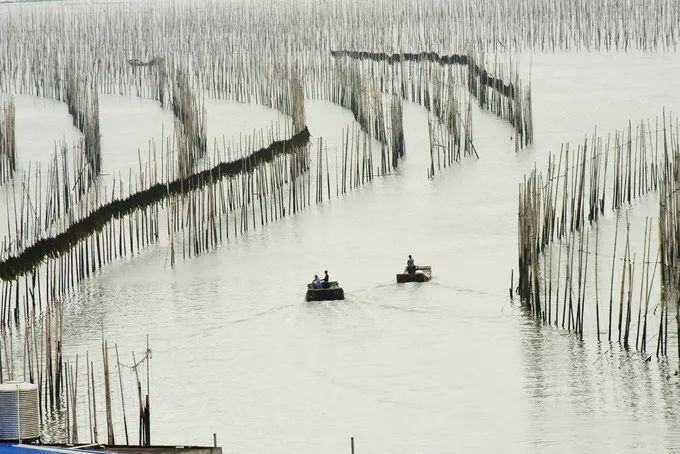 霞是光，浦是海：光与海的对话，吟唱出最美的滩涂