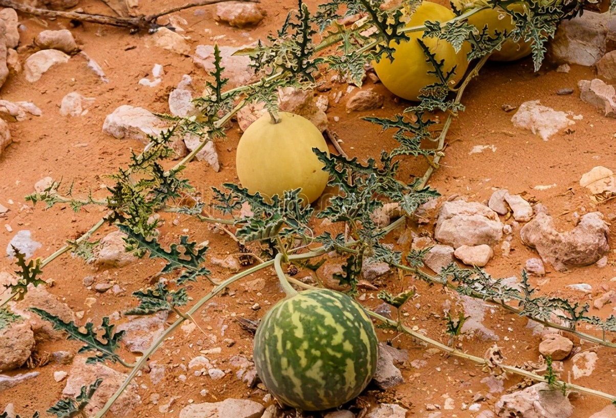 沙漠里有西瓜为何无人敢吃,沙漠里遍地是西瓜为何无人敢吃