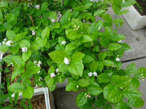 怎么养花才能使花更好,怎么样养花才可以让花活得更久