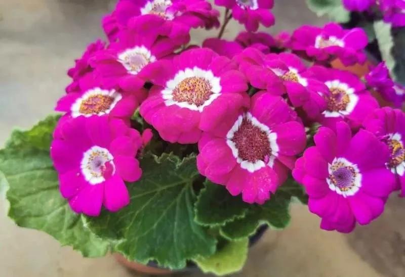 沈阳比较大的花卉市场,沈阳大东北最大花卉市场在哪里