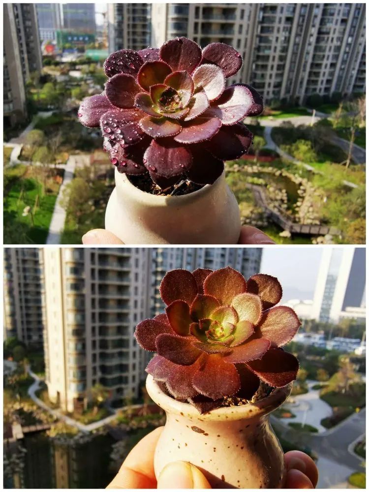 多肉砍头的怎么养,多肉怎么砍头才能爆发