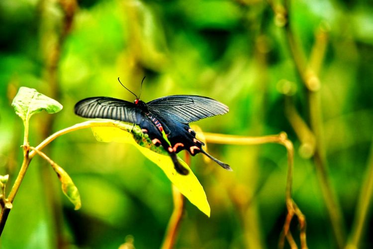 原创蝴蝶恋花,蝶恋花蝴蝶原唱
