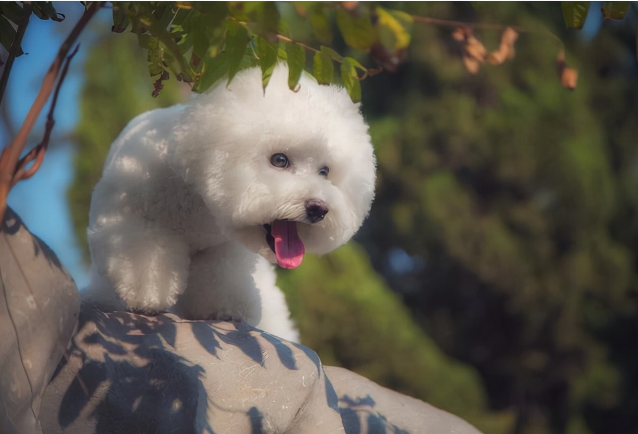 比熊犬有什么好处和坏处,怎么让比熊犬寿命更长