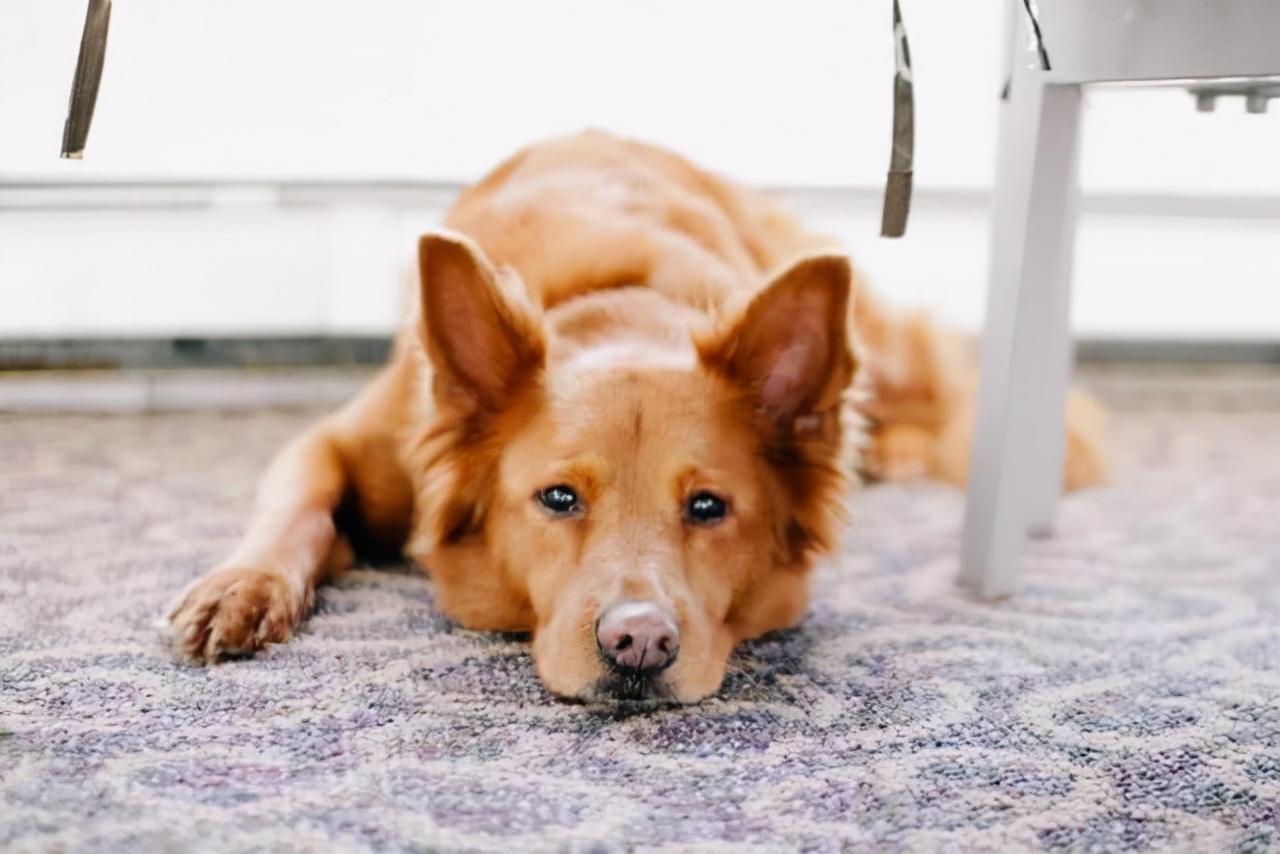 狗狗在什么情况下会有寄生虫,狗狗体内有寄生虫会出现哪些症状