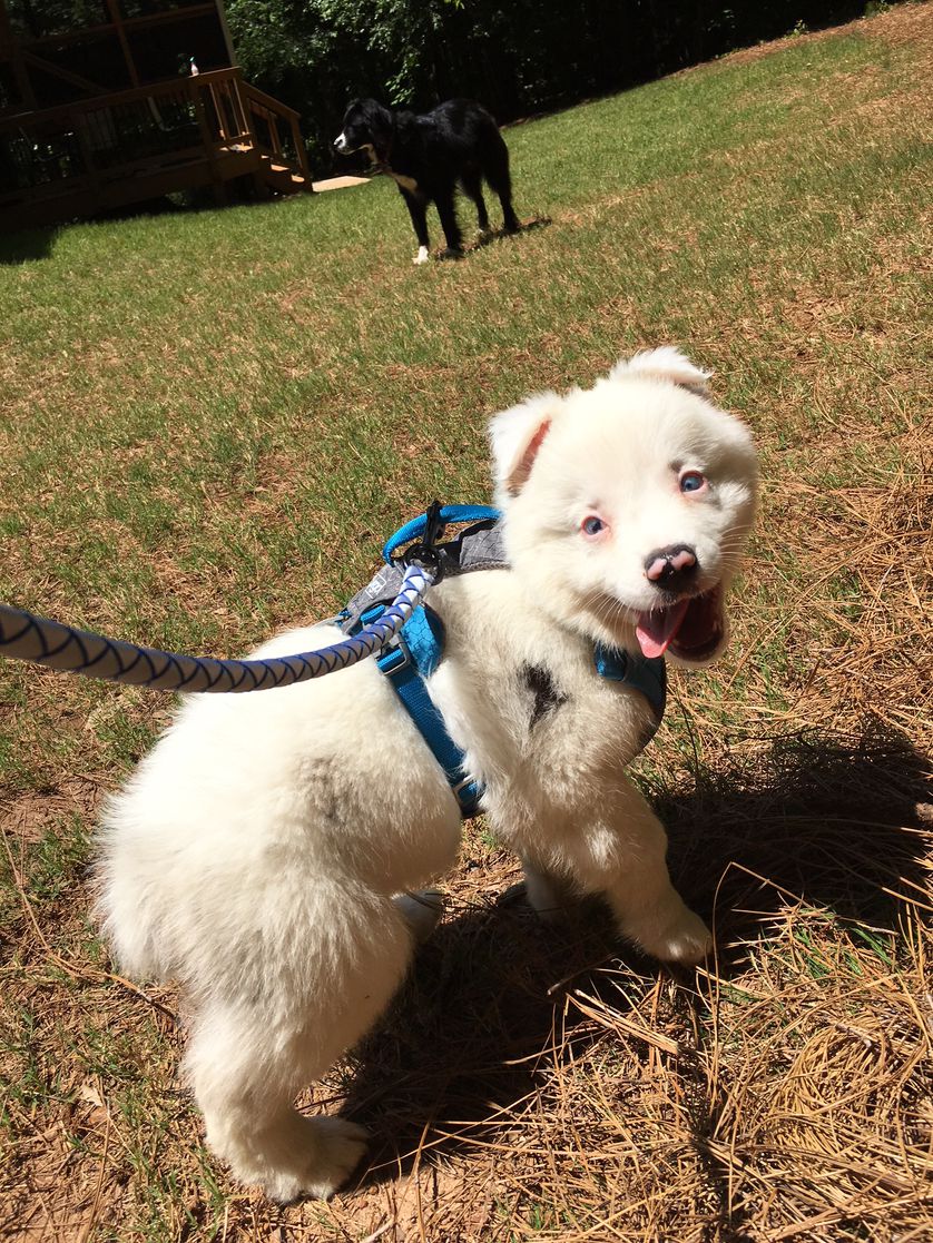 有一只性格超好的小狗是什么体验,养一只小狗小狗会觉得孤独吗