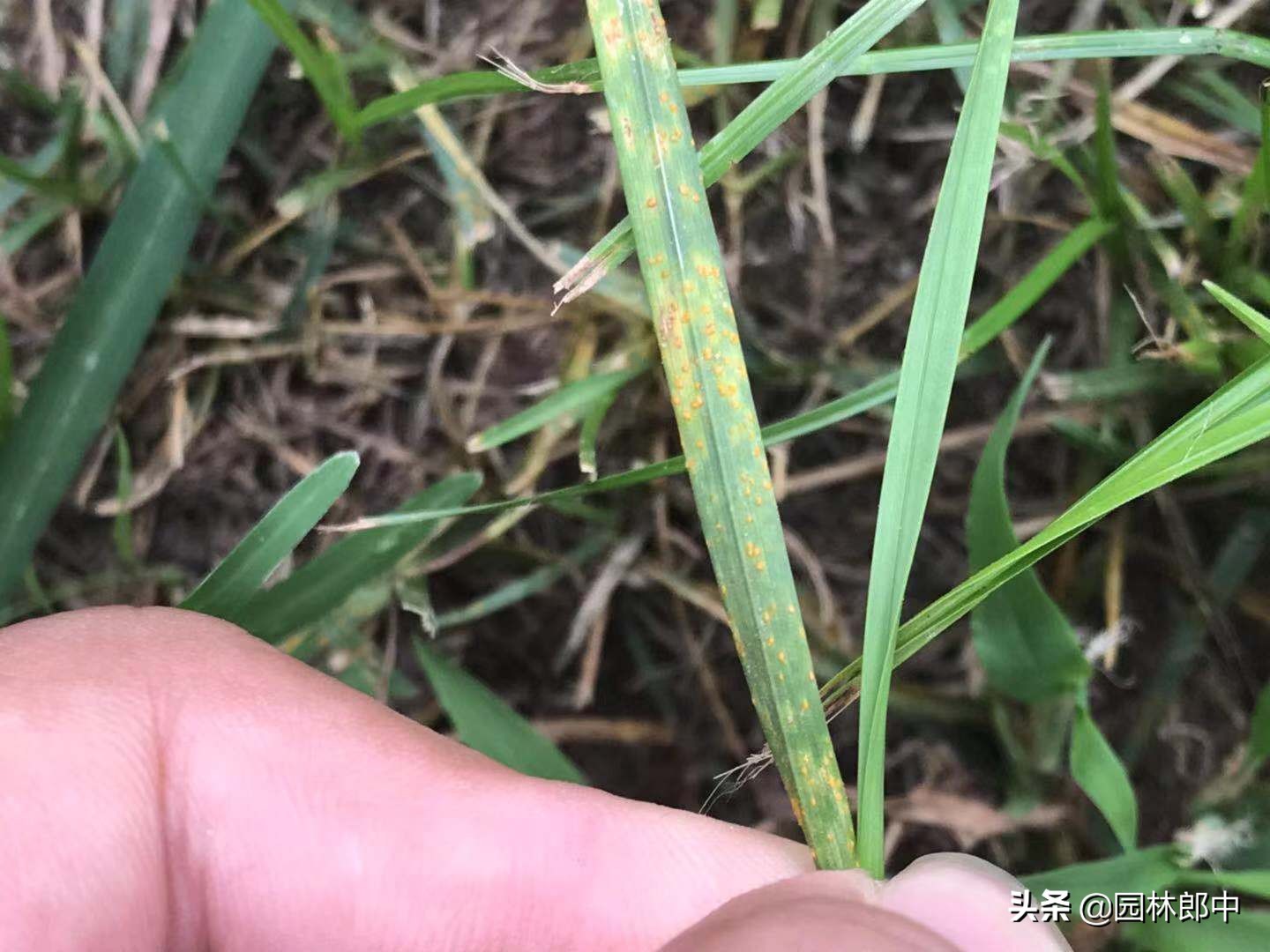 秋季草坪维护,入冬了草坪需要修剪吗