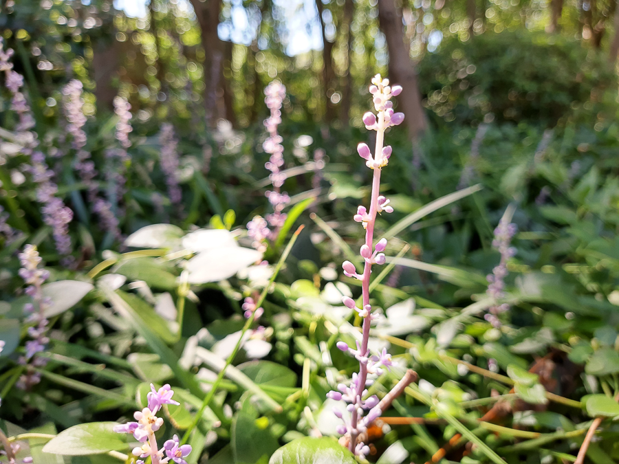 摩托罗拉p50试驾视频,摩托罗拉P50