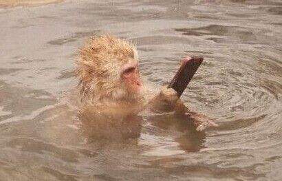 日本猴子冬天泡温泉原因,日本猴子泡温泉