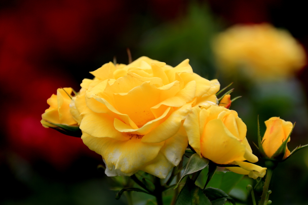 五月赏百合花,半音阶口琴独奏萨克斯版茉莉花