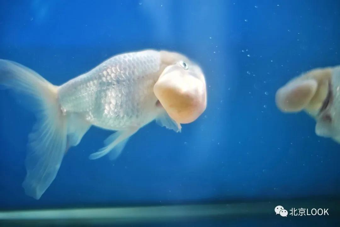 北京常见的动物有哪些,北京市郊常见动物