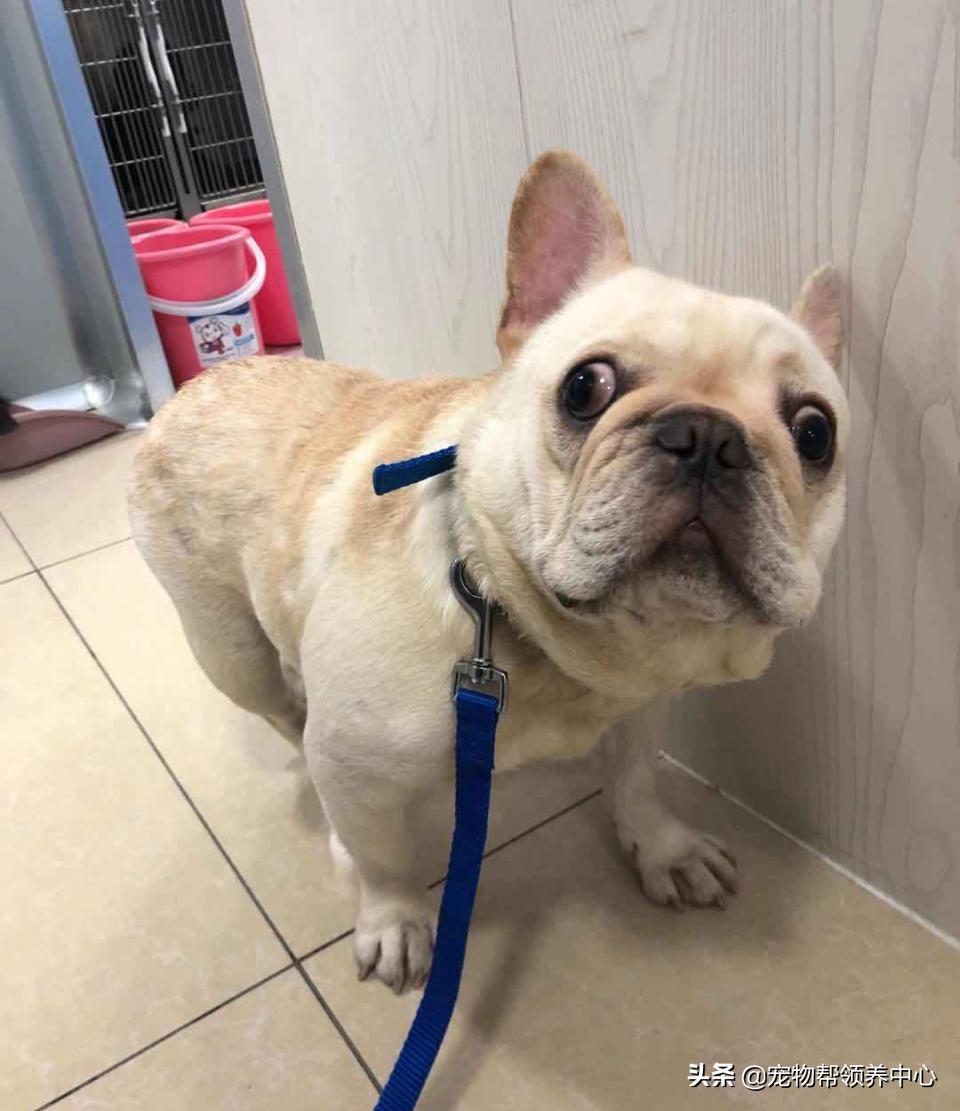 被遗弃的小法斗,法斗被遗弃