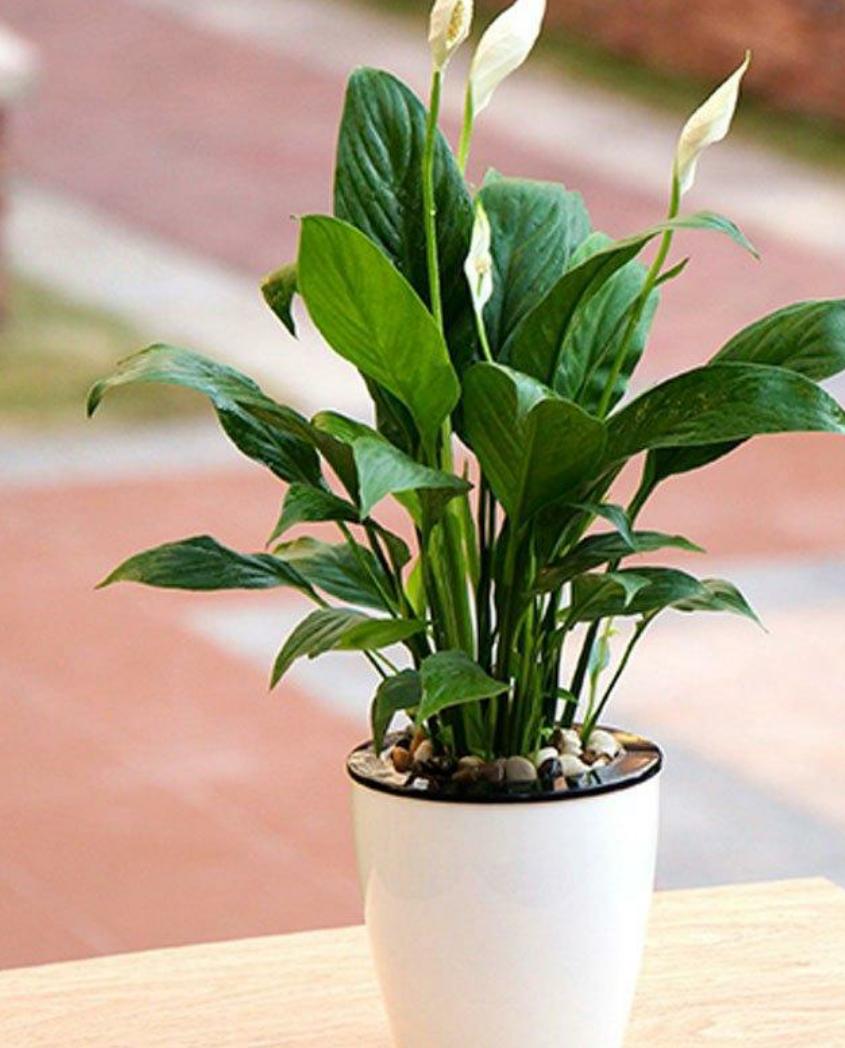 三种花浇水浇不死,盆栽花卉缺水叶片萎蔫要立即浇水