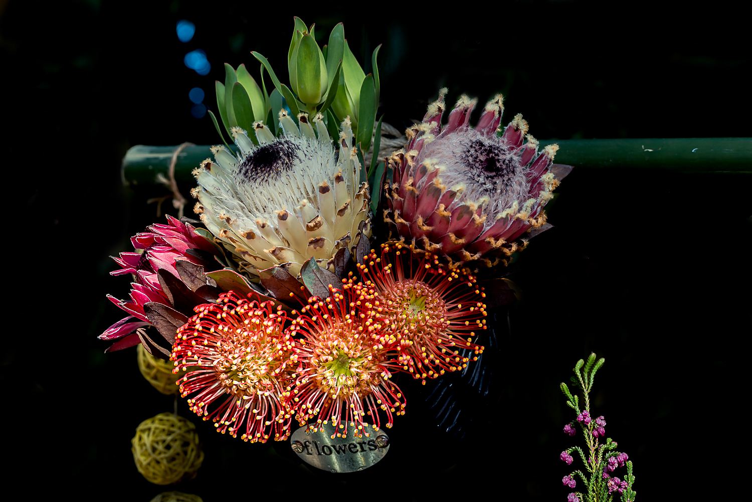 南非的国花是,南非国花美景
