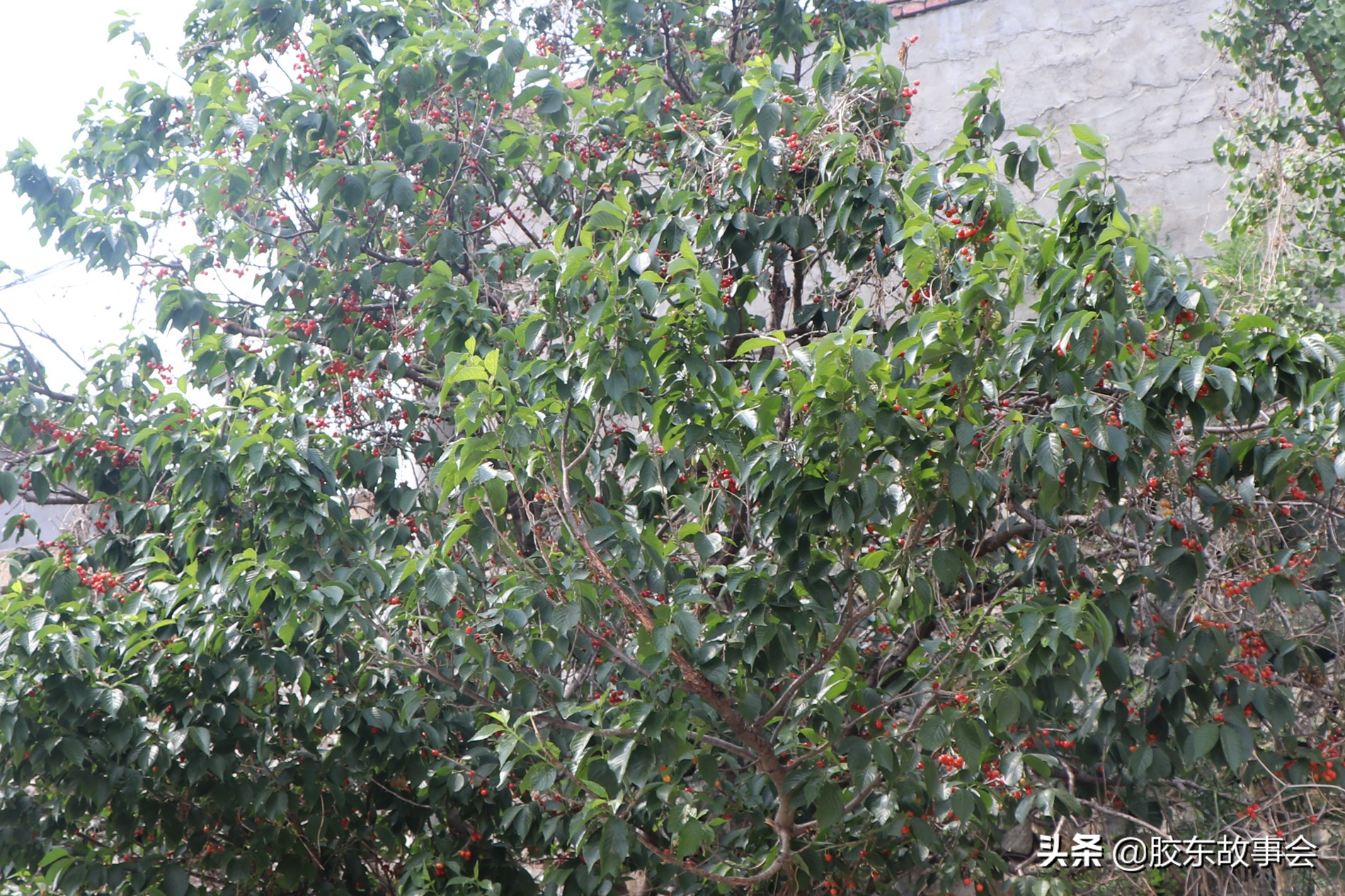 樱桃套袋和苹果套袋的区别,烟台苹果套袋方法